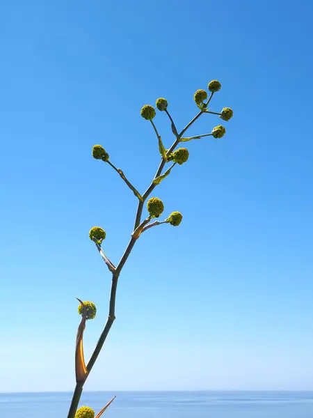 stock image Beautiful yellow blooming Agave americana plant with blue sky in Portugal