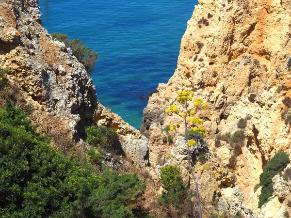 stock image Hiking from Ponta da Piedade to beach Praia do Porto de Mos in Lagos at the beautiful portuguese Algarve coast