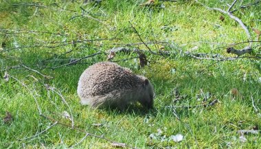 Bahçedeki yeşil çimlerin üzerinde yetişkin kirpi