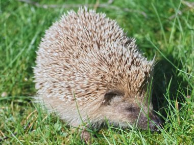 Bahçedeki yeşil çimlerin üzerinde yetişkin kirpi