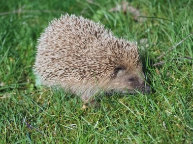 Bahçedeki yeşil çimlerin üzerinde yetişkin kirpi