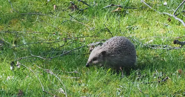 Bahçedeki yeşil çimlerin üzerinde yetişkin kirpi