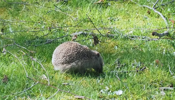 Bahçedeki yeşil çimlerin üzerinde yetişkin kirpi