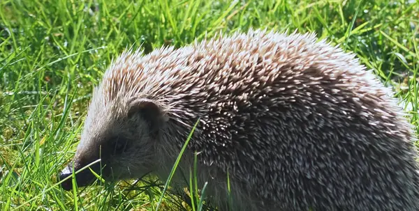 Bahçedeki yeşil çimlerin üzerinde yetişkin kirpi