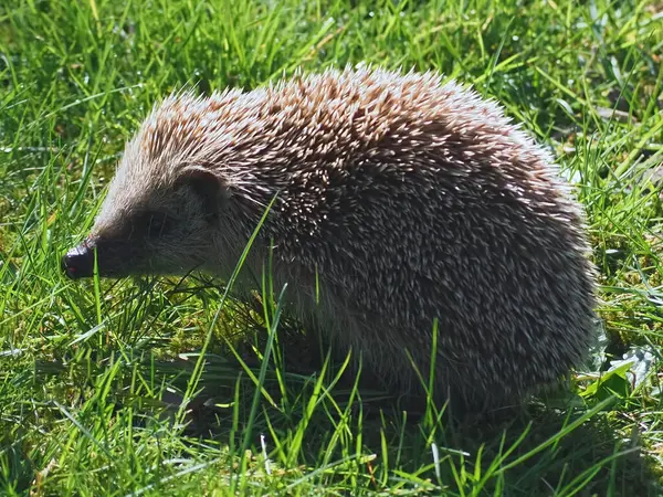 Bahçedeki yeşil çimlerin üzerinde yetişkin kirpi