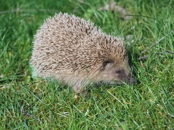 Bahçedeki yeşil çimlerin üzerinde yetişkin kirpi