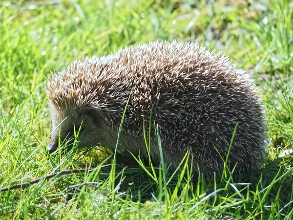 Bahçedeki yeşil çimlerin üzerinde yetişkin kirpi