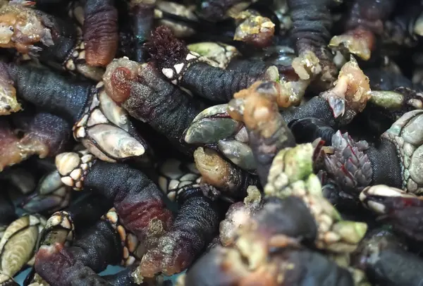 Lepas anatifera ya da kaz midyesi markette satılır.