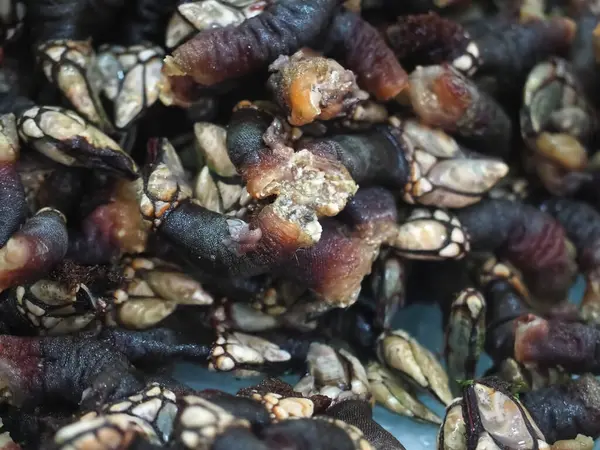 Lepas anatifera ya da kaz midyesi markette satılır.