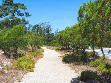Portekiz 'de kum tepeleri ve doğa ile troia yarımadası manzarası