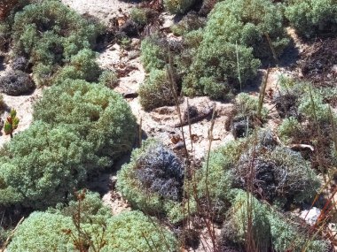 Portekiz 'de kum tepeleri ve doğa ile troia yarımadası manzarası