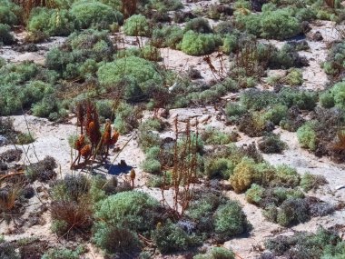 Portekiz 'de kum tepeleri ve doğa ile troia yarımadası manzarası