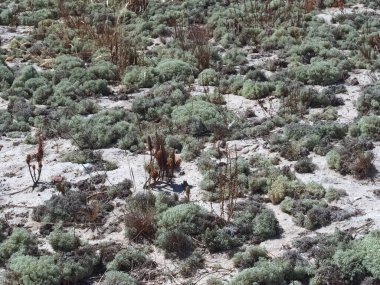 Portekiz 'de kum tepeleri ve doğa ile troia yarımadası manzarası