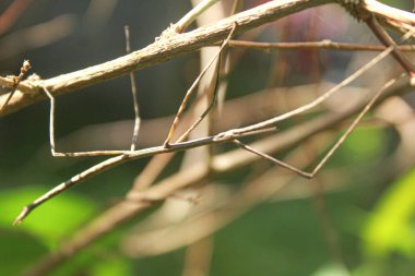 Bahçeye çekirge sopa