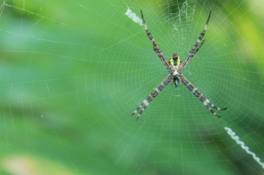 Ağdaki yeşil örümceğin yakın çekimi.