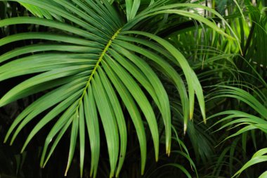 hurma ağaçlarının yeşil yaprakları