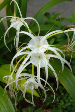 Bahçedeki beyaz zambak çiçekleri