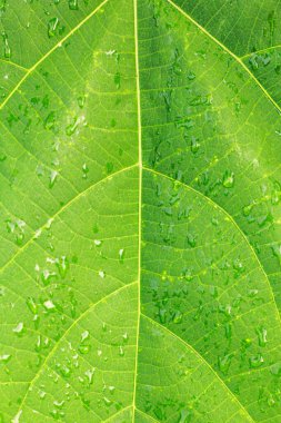Su damlalı yeşil yaprak
