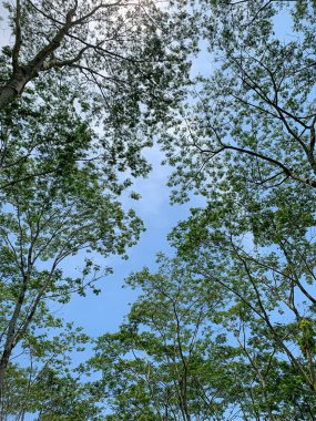 Akasya ağaçları ve mavi gökyüzünün fotoğrafı