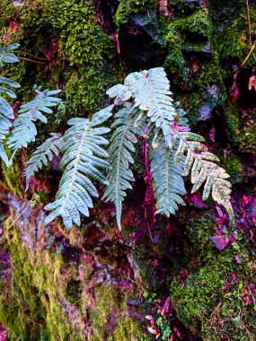 Ormanda güzel yeşil yapraklar