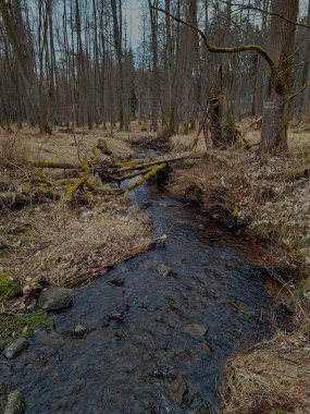 Ormandaki güzel nehir