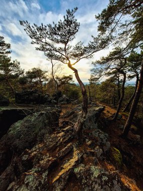 Ormanda güzel bir gün batımı