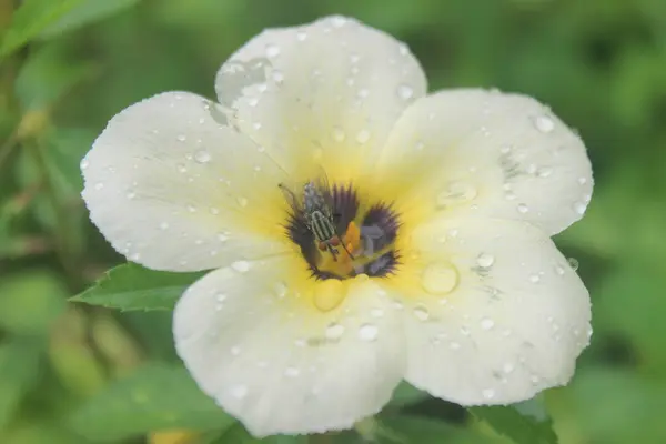 Bahçedeki beyaz çiçek