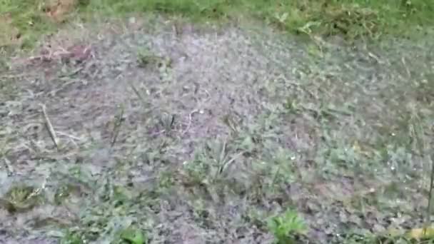Pozemní Pohled Kapky Deště Padající Zpomaleném Filmu Bezproblémové Pozadí Prší — Stock video