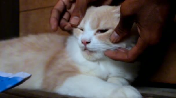 Şirin Meraklı Kedi Sahibi Tüylü Ran Kedisi Esneme Evcil Hayvan — Stok video