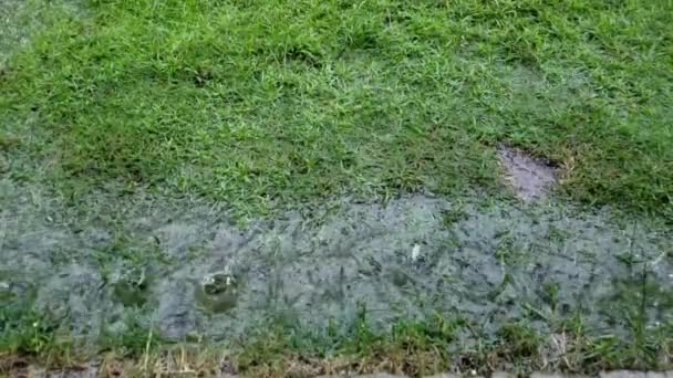 新鮮な緑の草は水に水滴が付いている葉 ゆっくりとした動きのカメラで撮影される水のリップルが付いている緩和 — ストック動画