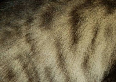 Bir hayvanın yakın çekimi.