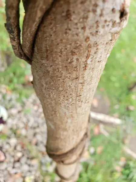 Ormandaki bir mantarı kapat.