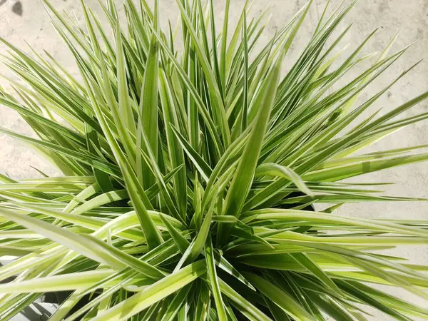 Güzel botanik fotoğrafı, doğal duvar kağıdı.