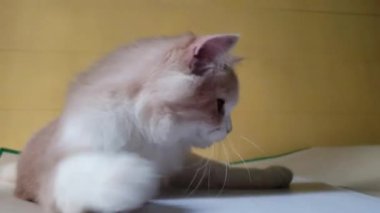Odada oyuncaklarla oynayan sevimli İran kedisi, aktif ve çevik hareketler yapan kedi. Uzun tüylü kedi