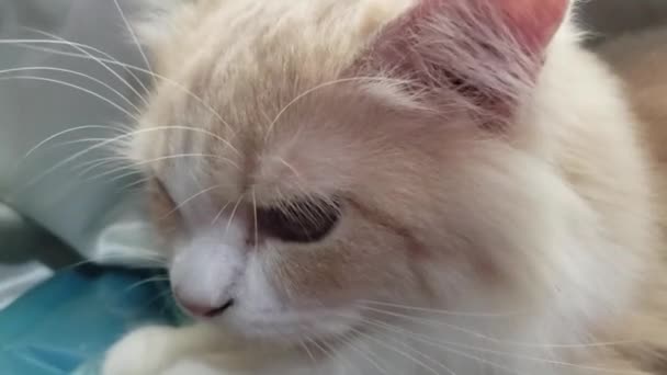 Милий Перський Кіт Грає Іграшками Кімнаті Котячий Активний Гнучкий Рух — стокове відео