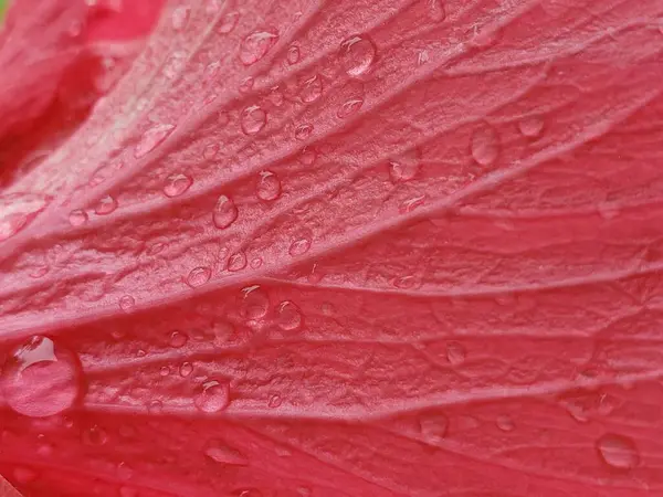 güzel kırmızı çiçek arkaplanı kapat