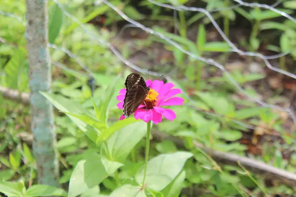 Çiçekteki kelebek.