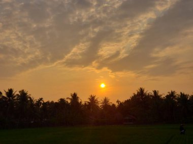 Pirinç tarlalarında gün batımı