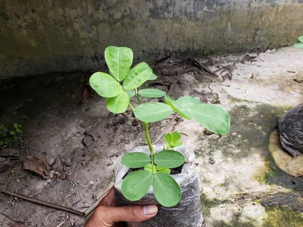 Bahçede yeşil yapraklar