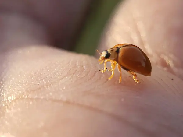 Küçük kırmızı böcek, makro fotoğraf