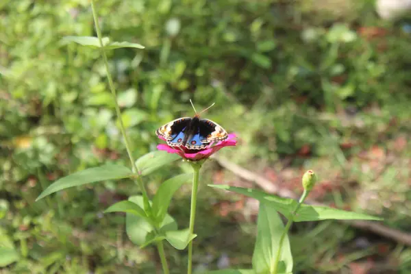 Çiçekteki güzel kelebek.
