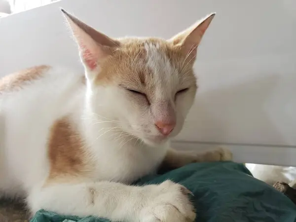 Beyaz kedi yerde yatıyor.