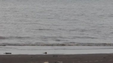 Yazın güzel bir sahildeki dalgaların güzel manzarası ve sahildeki deniz suyunun yansıması.