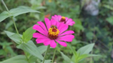 Arılar çiçekli bitkilerden bal emerler.