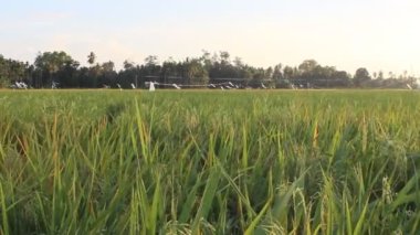 Pirinç tarlası manzaralı altın pirinç tarlası güneş ışığında yeşil doğal arkaplan gün batımında gökyüzü zamanı