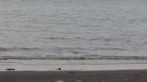 Прекрасний Вид Хвилі Красивому Пляжі Влітку Відображення Морської Води Узбережжі — стокове відео