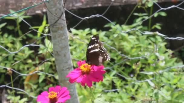 黑色和橙色的蝴蝶觅食后从粉红的花朵上飞走了 金银花上的蝴蝶 — 图库视频影像