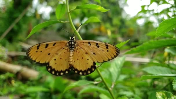 Papillons Perchés Sur Les Feuilles Soleil — Video