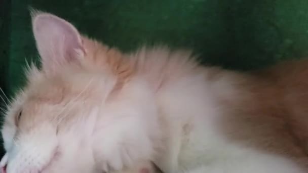 Długowłosy Kot Perski Relaks Domu Pieścić — Wideo stockowe