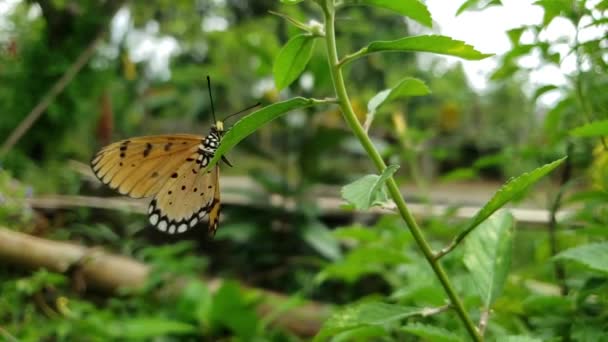 Motyle Siedzące Liściach Słońcu — Wideo stockowe